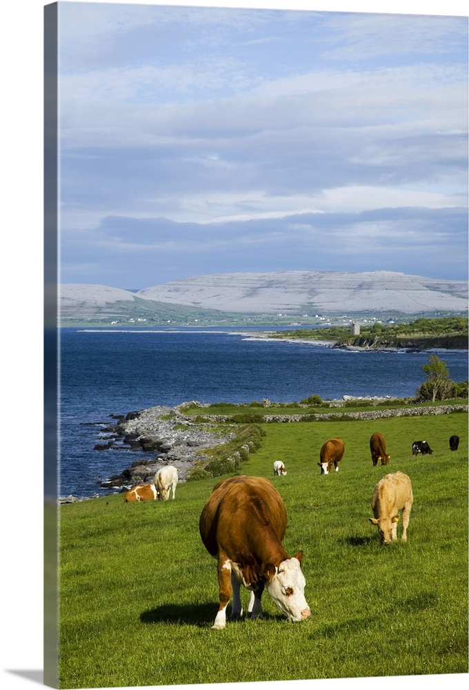 Cattle graze along the coastline, County Clare, Ireland