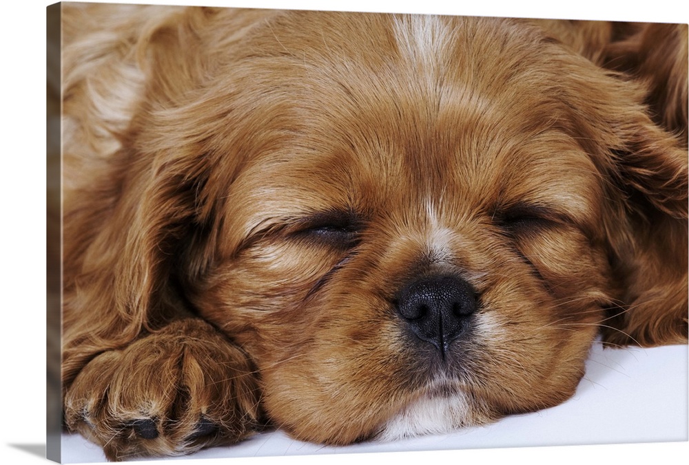 Cavalier King Charles Spaniel puppy sleeping in studio, close-up