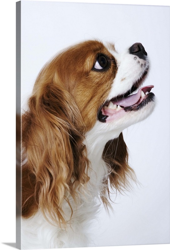 https://static.greatbigcanvas.com/images/singlecanvas_thick_none/getty-images/cavalier-king-charles-spaniel-side-view%2C1084989.jpg?max=800