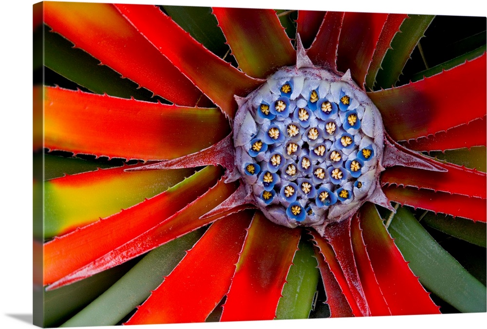 Center Of An Agave Plant