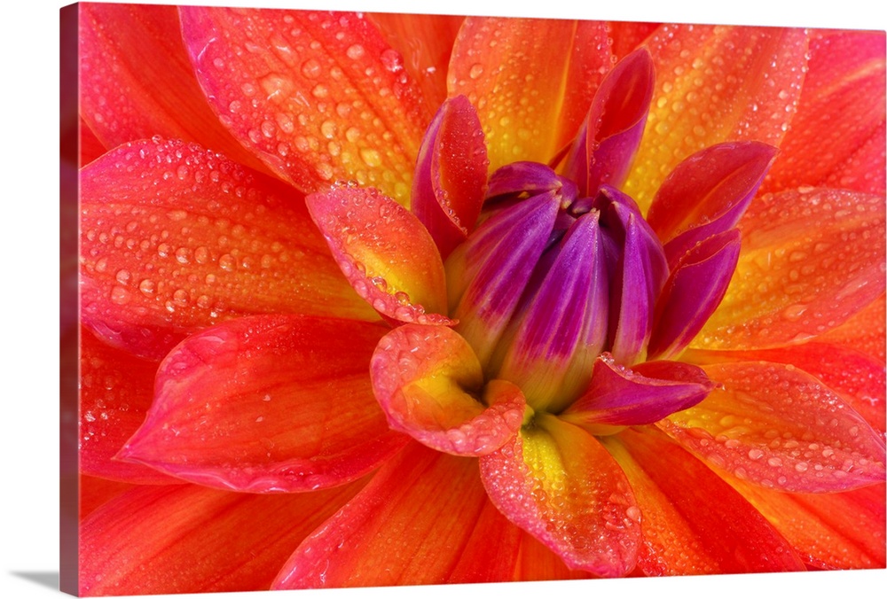 Up close view of a bright flower petal printed on canvas.