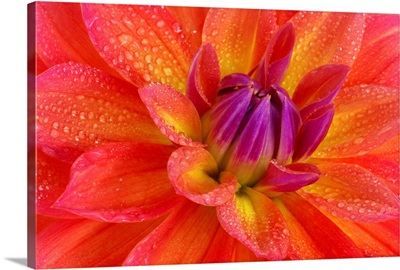 Center of brightly coloured dahlia