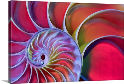 Chambered Nautilus In Colored Light