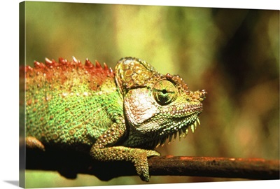 Chameleon on branch, close up