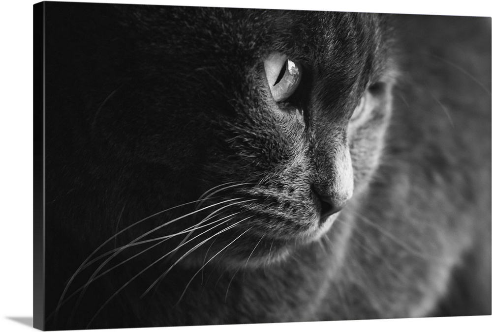 Black and white picture of an adult female grey cat