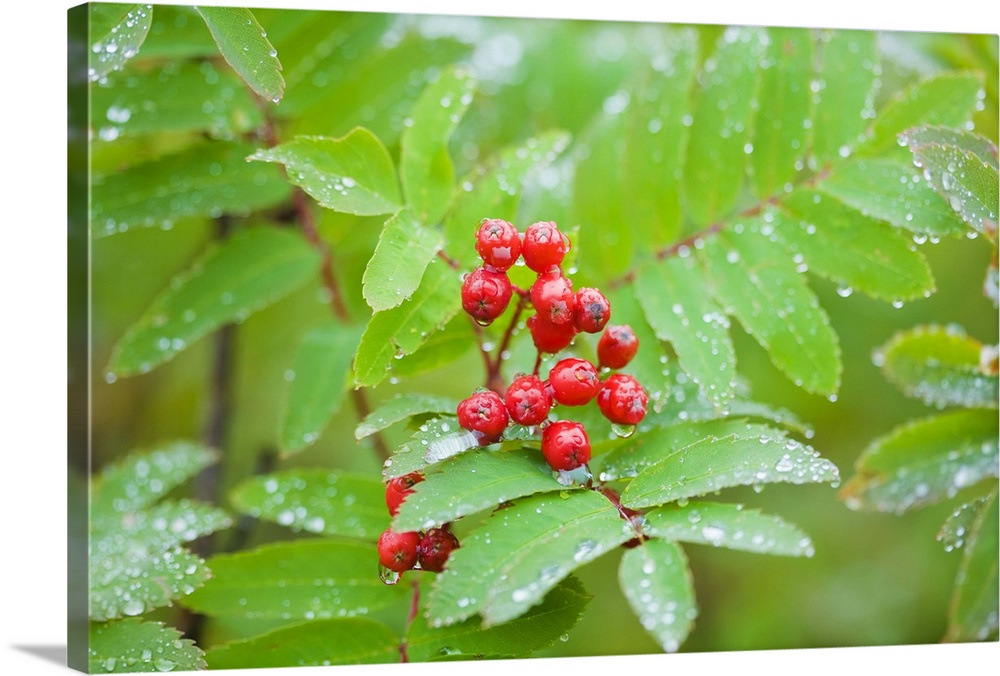 Checker tree with berries