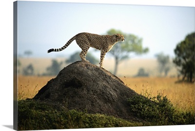 Cheetah (Acinonyx jubatus) standing on rock, side view, Masai Mara, Kenya