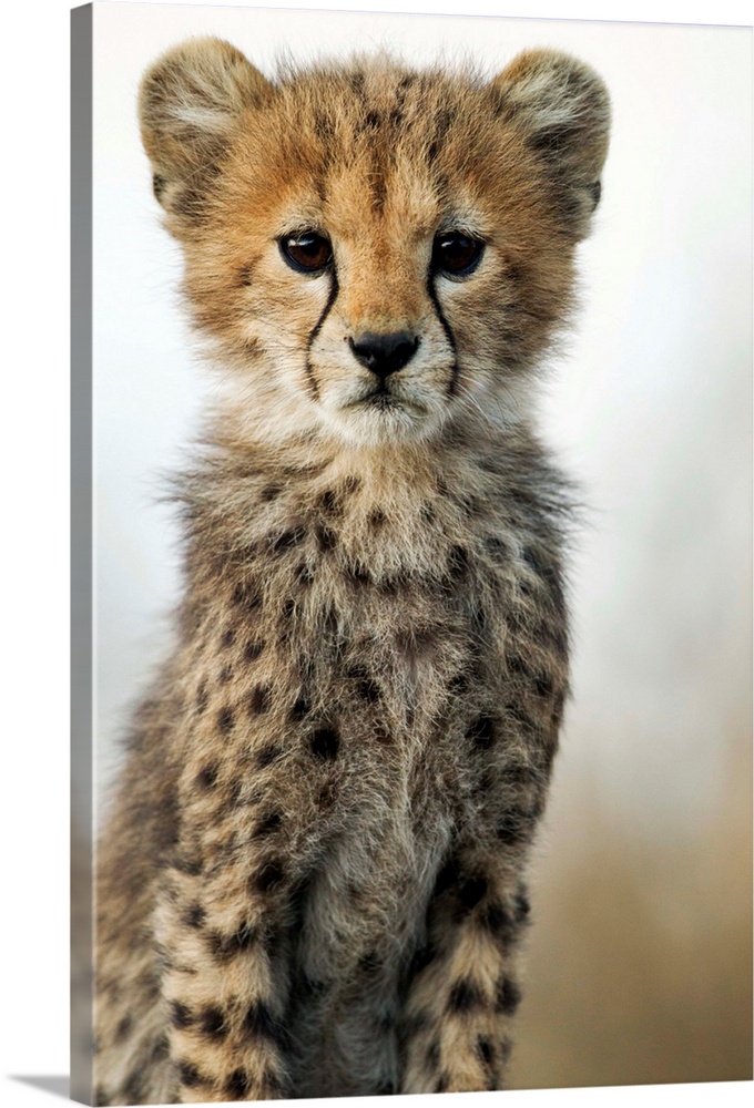 Tanzania, Ngorongoro Conservation Area, Ndutu Plains, Close-up portrait of young Cheetah Cub (Acinonyx jubatas) sitting on...