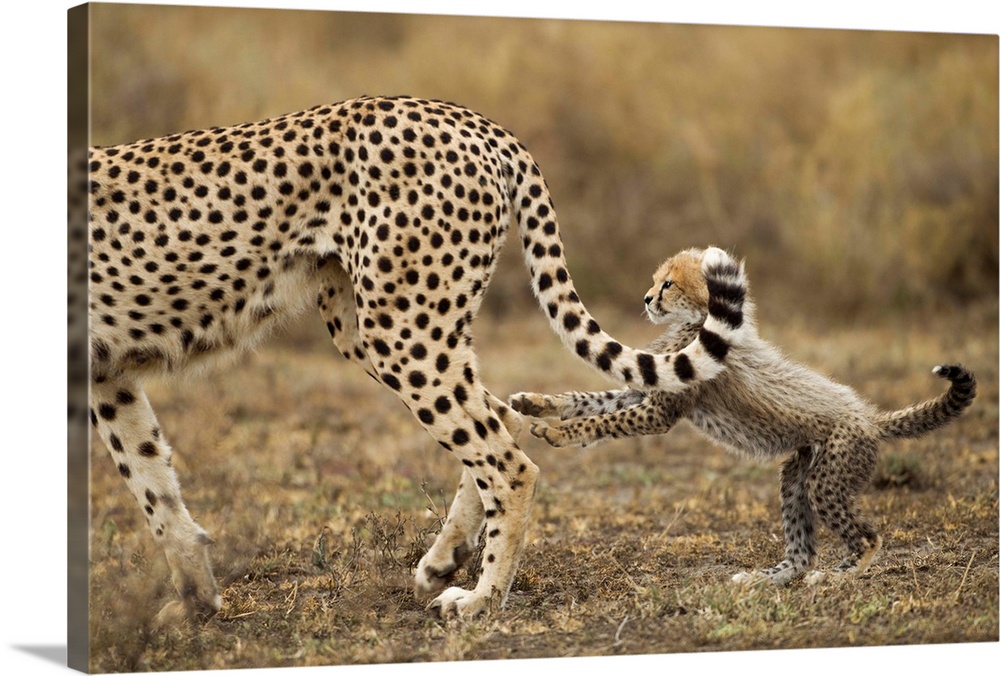 Tanzania, Ngorongoro Conservation Area, Ndutu Plains, Young Cheetah Cub (Acinonyx jubatas) playing with mother's tail whil...