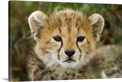 Cheetah Cub At Ngorongoro Conservation Area, Tanzania