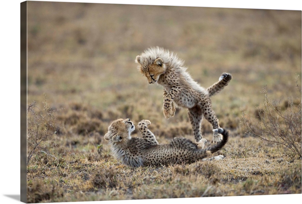 Tanzania, Ngorongoro Conservation Area, Ndutu Plains, Cheetah Cubs (Acinonyx jubatas) playing on savanna