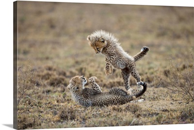 Cheetah Cubs Playing At Ngorongoro Conservation Area, Tanzania