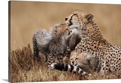 Cheetah Grooming Cub In Masai Mara National Reserve