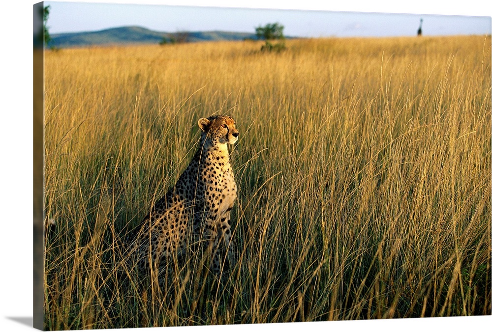 A cheetah (Acinonyx jubatus) sits in the tall savanna grass of Masai Mara National Reserve, Kenya.