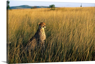 Cheetah Sitting In Tall Grass