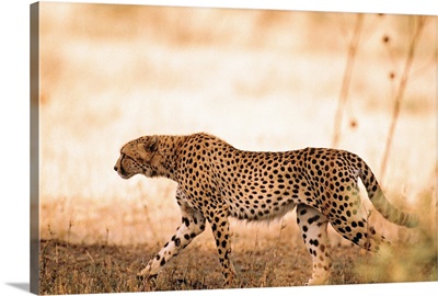Cheetah walking , Serengeti National Park , Tanzania