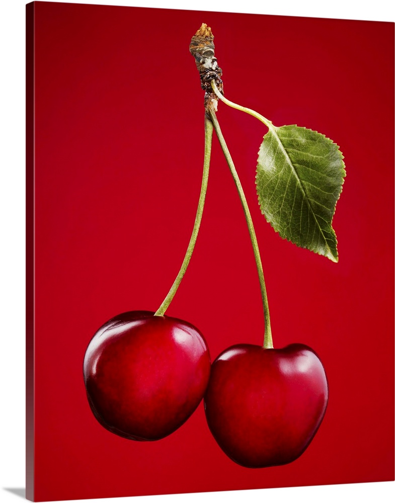 Cherries with Leaf on Red Background