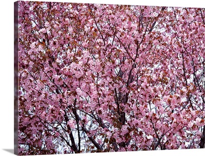 Cherry Blossom