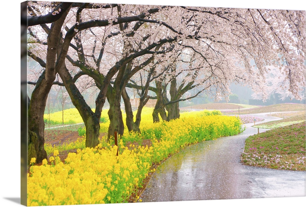 Cherry blossom and Tenderstem broccoli(rape blossoms) in rain condition.