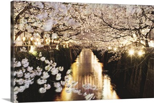 Cherry blossom at night Wall Art, Canvas Prints, Framed Prints, Wall ...