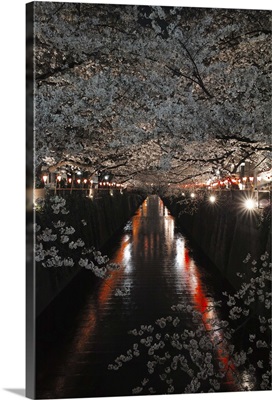 Cherry blossom of night Meguro River