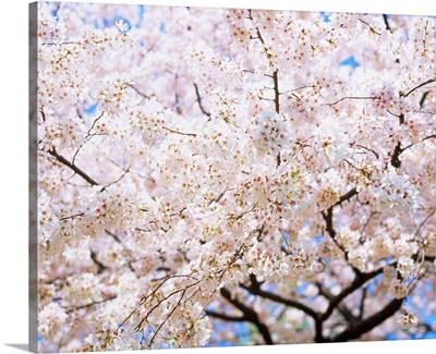 Cherry blossom on tree, spring