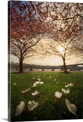 Cherry blossom sunrise