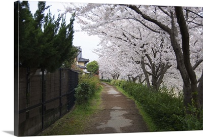 Cherry Blossoms