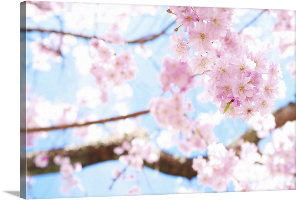 Cherry blossoms at garden, Kyoto.