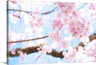 Cherry blossoms at garden, Kyoto