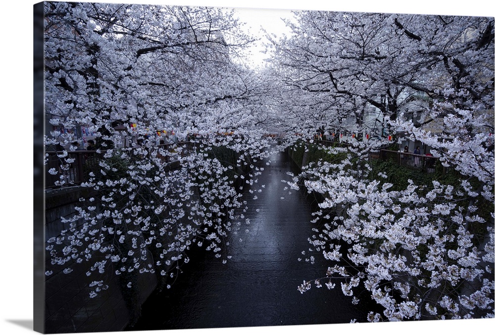 Cherry blossoms at Meguro river