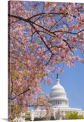 Cherry blossoms in front of Capitol building in Washington D.C.