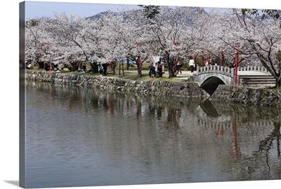 Cherry Blossoms of Ogi Park, Ureshino, Saga, Japan