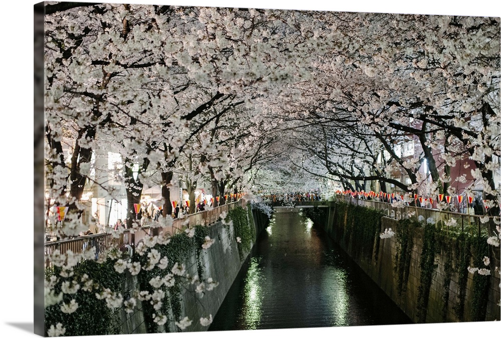 Rows of cherry blossoms in full bloom line the meguro river in Tokyo, Japan on a bright evening in spring of 2013.
