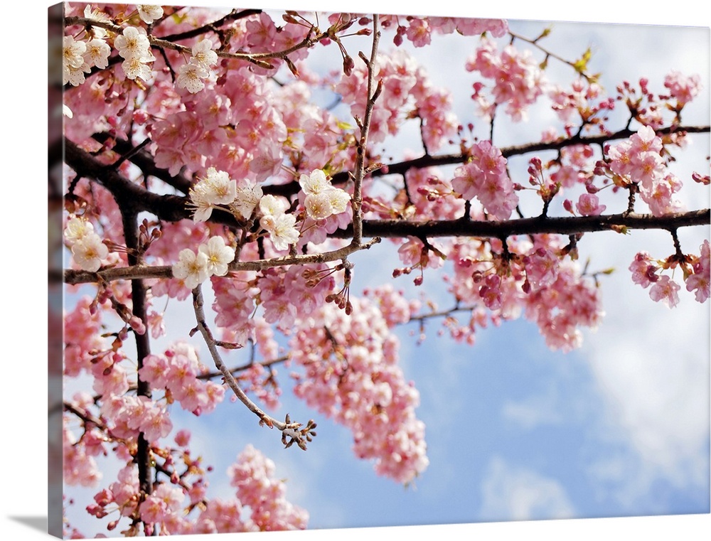 This decorative floral wall art is a close up nature photograph of spring blossoms growing on a tree branch under a sunny ...