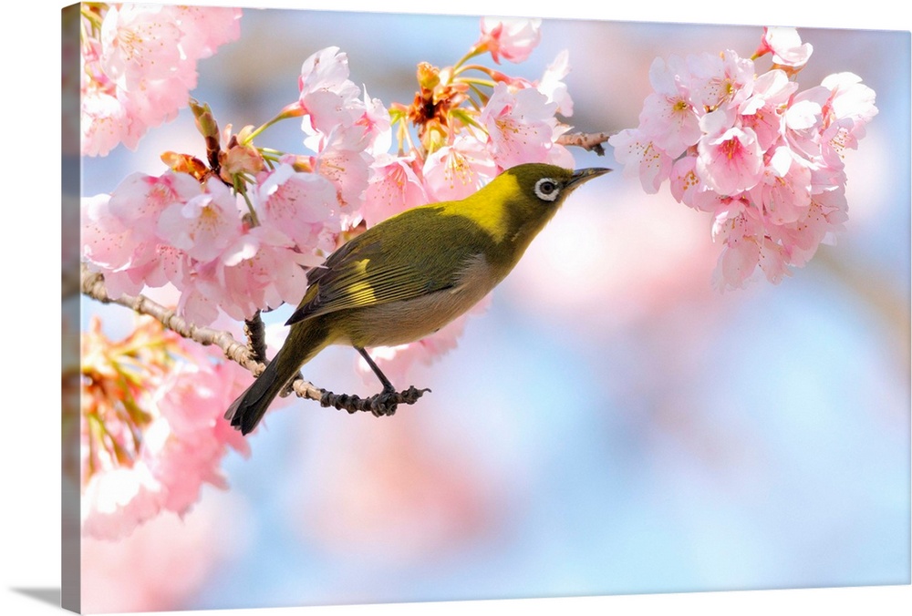 Cherry blossoms with Japanese White-eye.