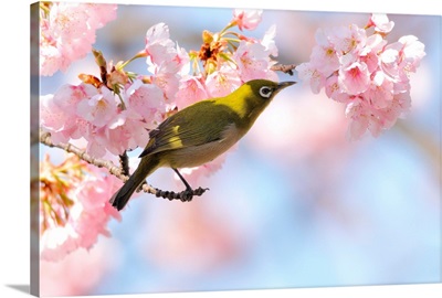Cherry blossoms with Japanese White-eye.