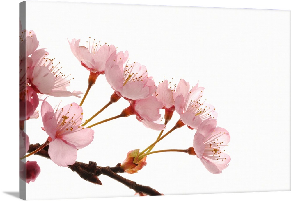 Cherry Flowers, Close Up, White Background