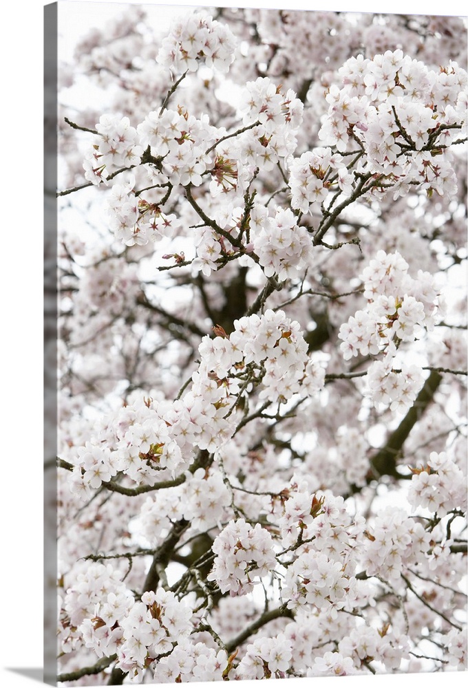 Cherry tree in bloom