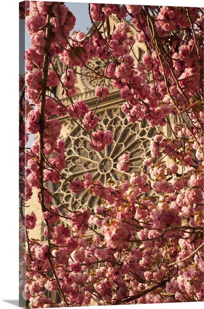 Cherry trees in bloom near Notre Dame Cathedral, Paris.