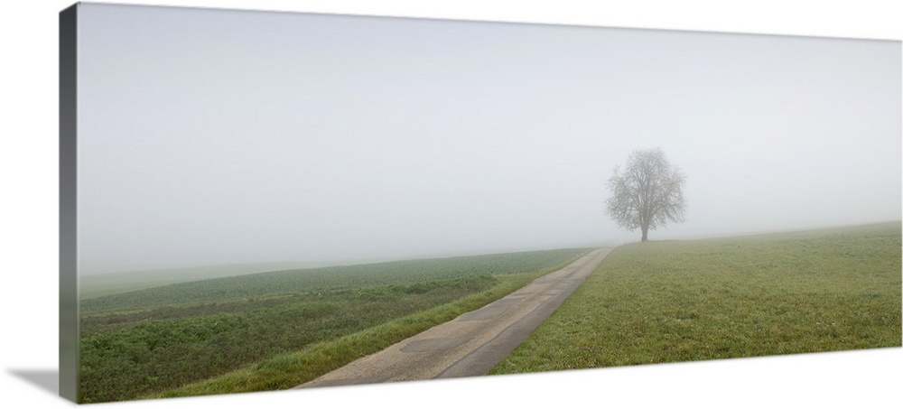 Chestnut tree in fog without leaves.