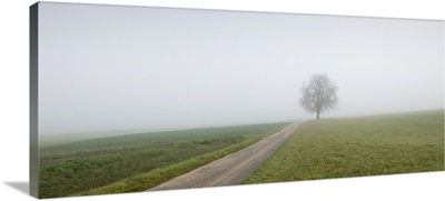 Chestnut tree in fog