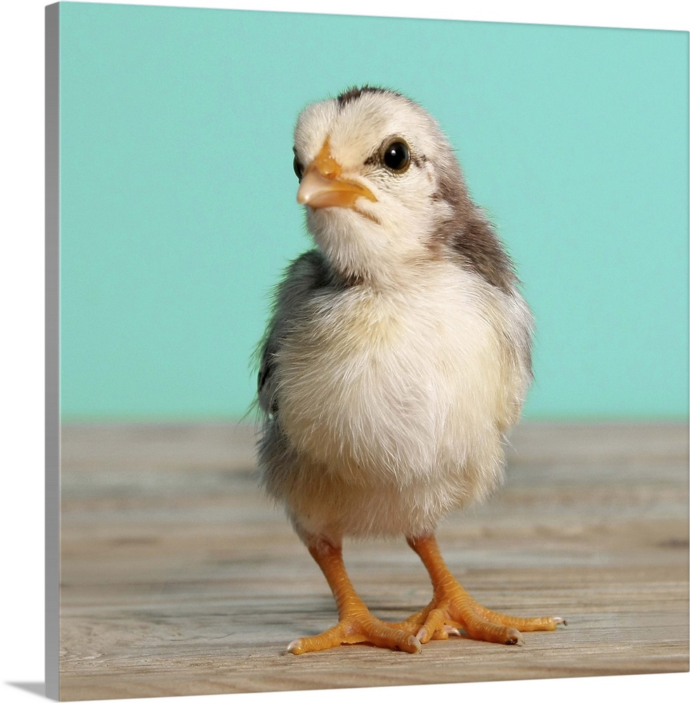 Chick on wood, blue, square format.