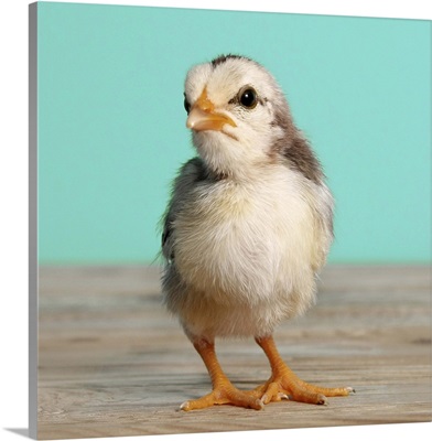 Chick on wood