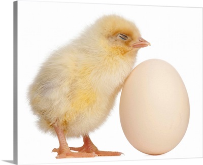 Chick with egg (2 days old)