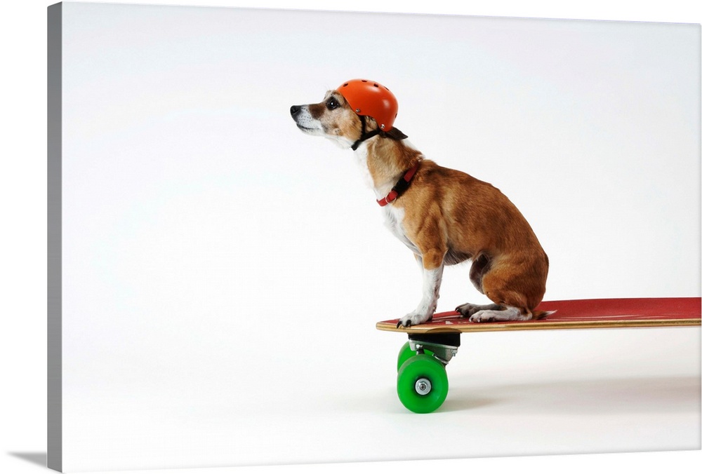 Chihuahua On A Skateboard