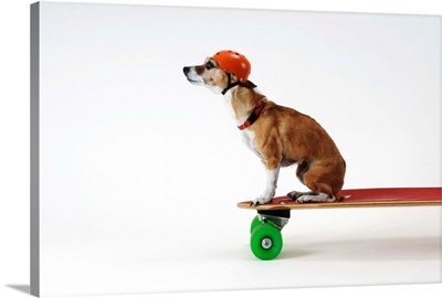 Chihuahua On A Skateboard