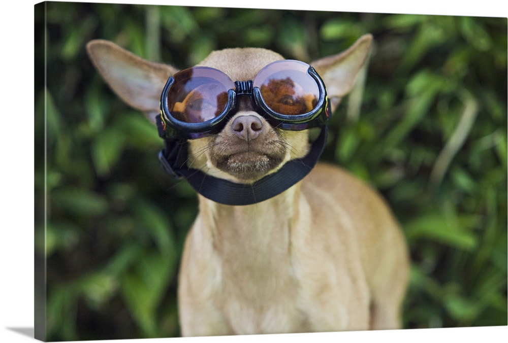 Chihuahua wearing goggles Wall Art 