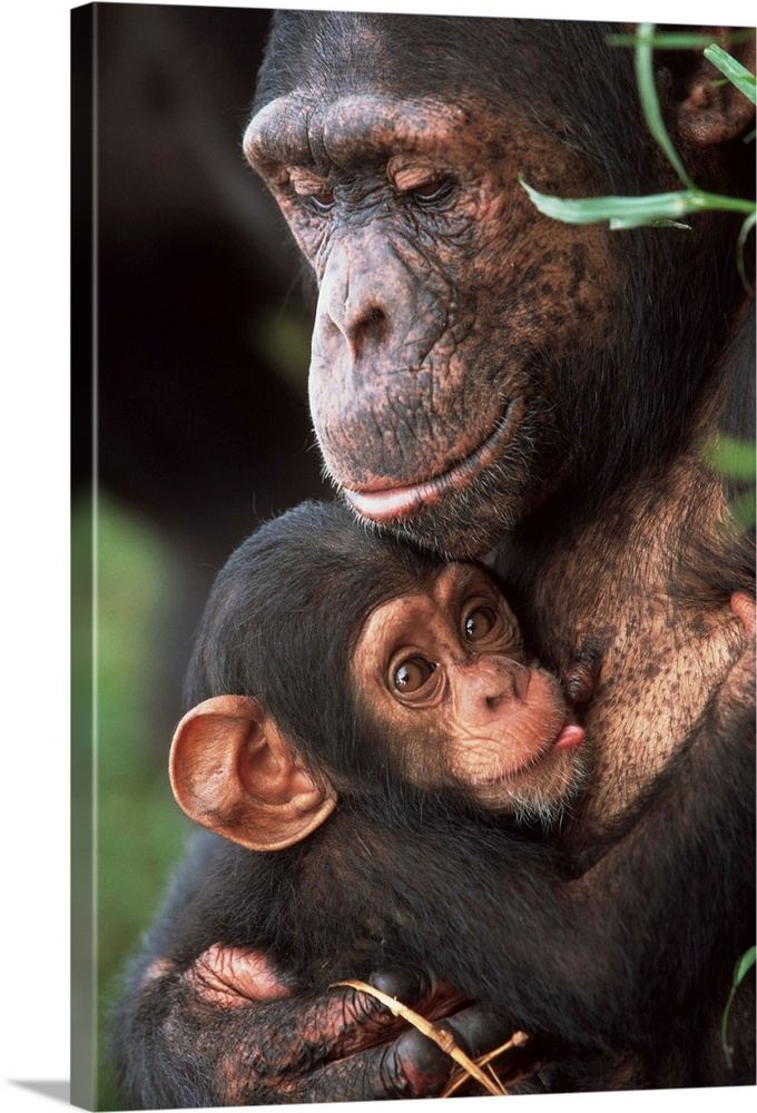 chimpanzee-mother-nurturing-baby,2165818.jpg