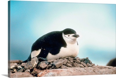 Chinstrap penguin roosting on nest, Anarctica